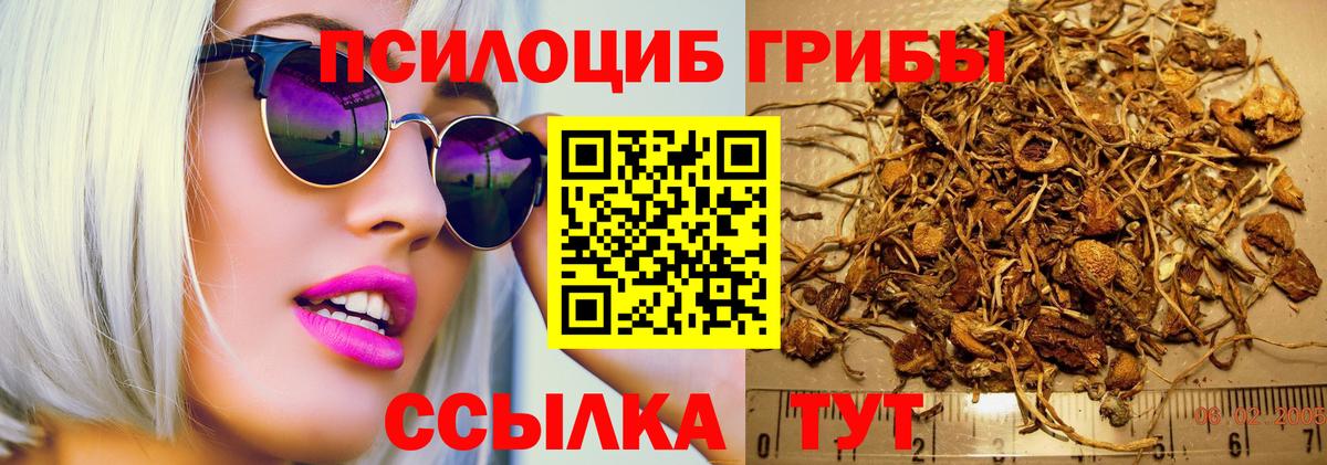 Галлюциногенные грибы Psilocybe  Вход с VPN  Солнечногорск 
